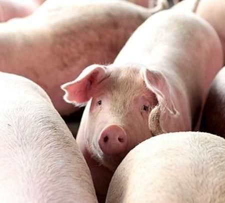 豬肉發(fā)白能吃嗎，豬肉洗后瘦肉為什么發(fā)白，能吃嗎？'？圖5