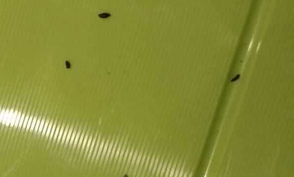 蟑螂屎和老鼠屎區(qū)分,蟑螂大便和老鼠大便區(qū)別圖2