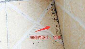 蟑螂屎和老鼠屎區(qū)分,蟑螂大便和老鼠大便區(qū)別圖5