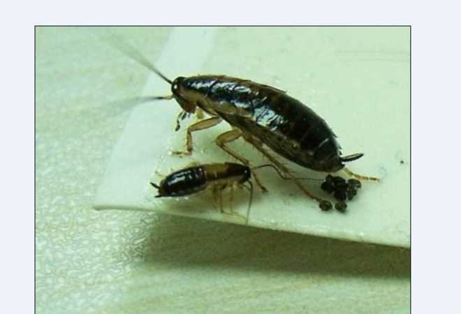 老鼠屎和蟑螂屎有什么區(qū)別