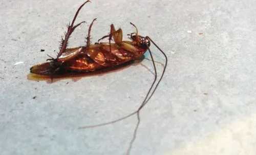 酒精可以殺死蟑螂卵,75°酒精可以殺死蟑螂卵嗎圖1