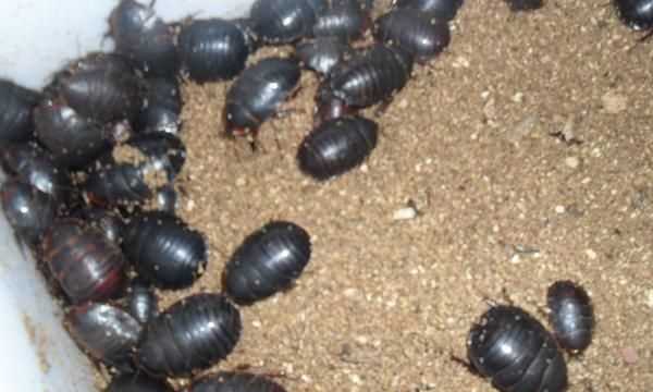 蟑螂可用做什么藥材吃