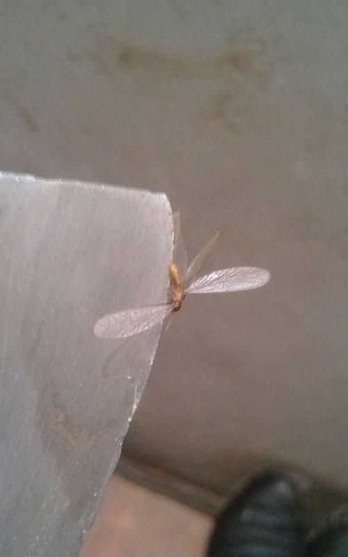 晚上開燈有好多小蟲怎么辦