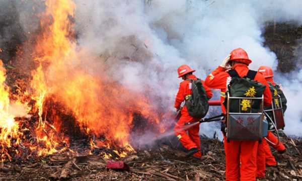 草原森林防火常識,森林防火小常識10條簡短圖1