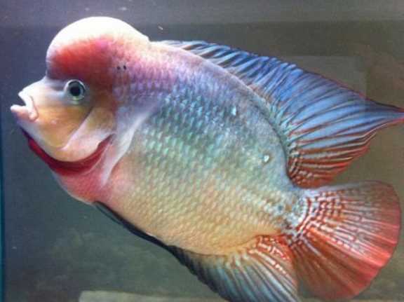 泰國(guó)金是什么金,泰金是什么金,值錢嗎圖1