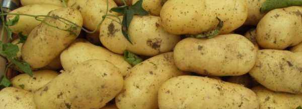 怎么保存土豆能放一年,大量土豆長期保存方法一年圖2