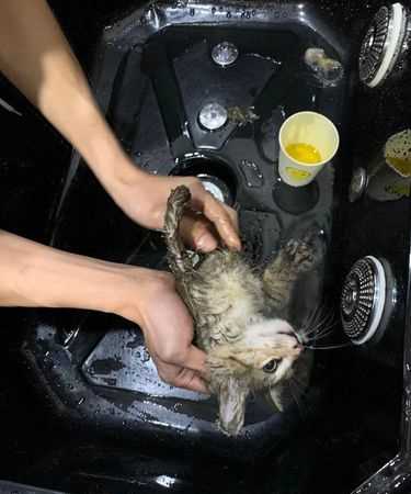 老鼠粘膠粘到衣服怎么清洗