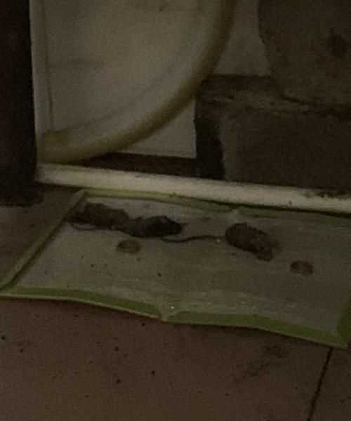 老鼠膠粘手怎么洗掉
