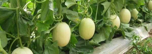 噴殺蟲劑多久開窗通風(fēng),殺蟲劑的好處和壞處圖1