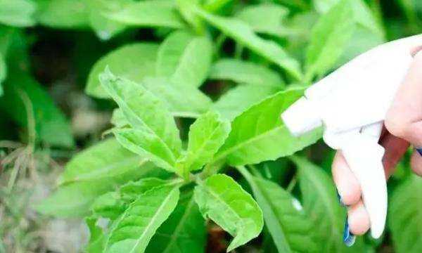 噴殺蟲劑多久開窗通風(fēng),殺蟲劑的好處和壞處圖5