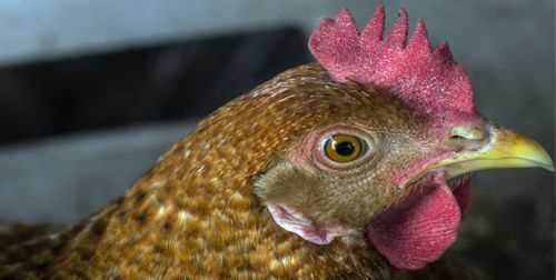 雞頭什么地方重金屬多