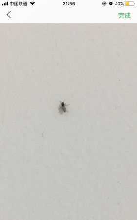 垃圾桶里面有小飛蟲,有什么辦法解決?