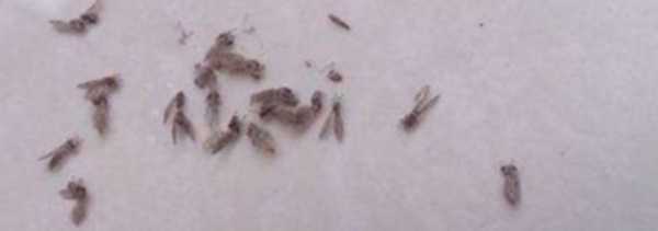 夏季垃圾桶小飛蟲多怎么辦,垃圾桶里面有小飛蟲,有什么辦法解決?圖2