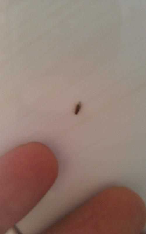 夏天垃圾桶好多小飛蟲怎么辦