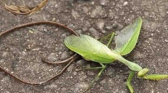 鐵線蟲是什么的幼蟲,螳螂肚子里的鐵線蟲是什么東西?圖1
