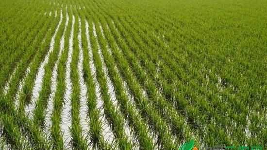 北京的稻香村和蘇州的有什么區(qū)別呢