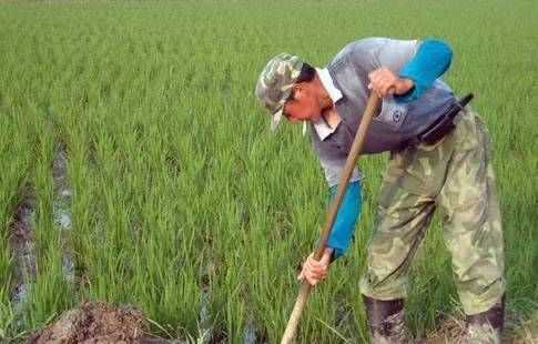 南稻和北稻香村的區(qū)別
