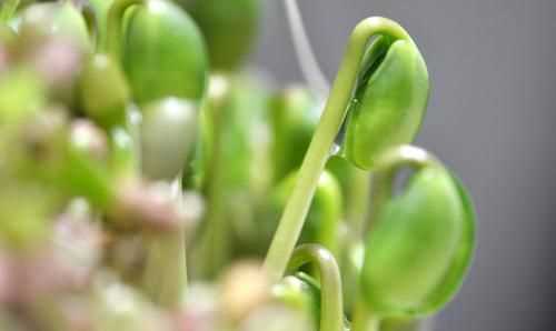 豌豆長芽子了能吃不