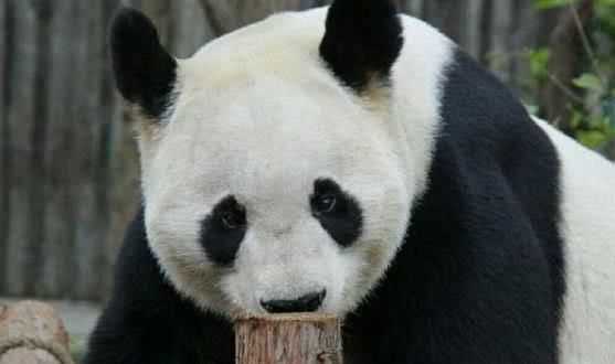大熊貓的生活習(xí)性兇猛嗎