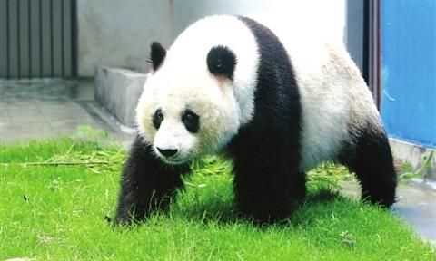 大熊貓生活習(xí)性，大熊貓的生活習(xí)性兇猛嗎？圖2