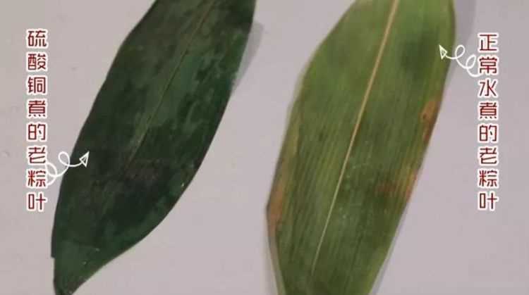 粽葉發(fā)霉了怎么處理粽葉變成黃色3能用衫鮮的粽葉不是干的竹計(jì)靜
