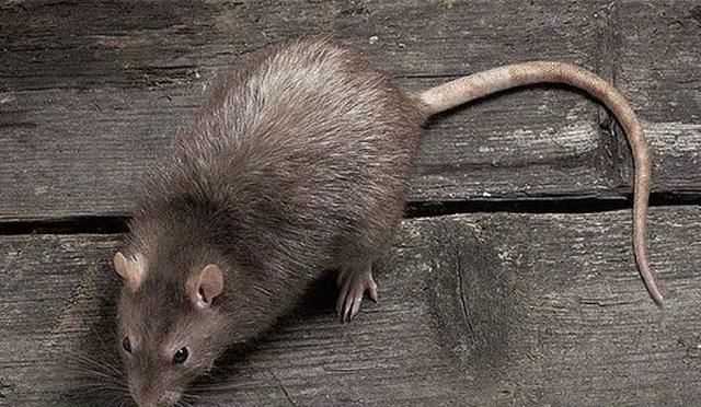 倉(cāng)鼠和老鼠的區(qū)別在哪里，倉(cāng)鼠和老鼠的區(qū)別有哪些？圖2