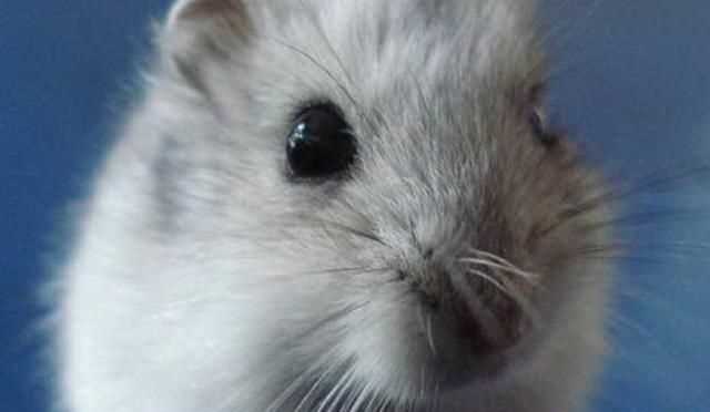 倉(cāng)鼠和老鼠的區(qū)別在哪里，倉(cāng)鼠和老鼠的區(qū)別有哪些？圖3