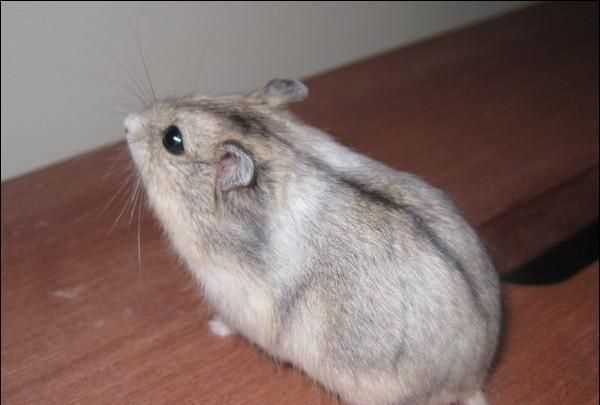 倉(cāng)鼠和老鼠的區(qū)別有哪些