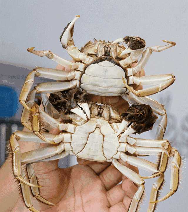 大閘蟹幾月份上市，鄱陽(yáng)湖大閘蟹何時(shí)上市？圖3