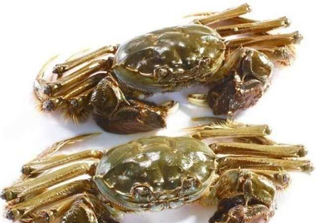 大閘蟹幾月份上市，鄱陽(yáng)湖大閘蟹何時(shí)上市？圖6