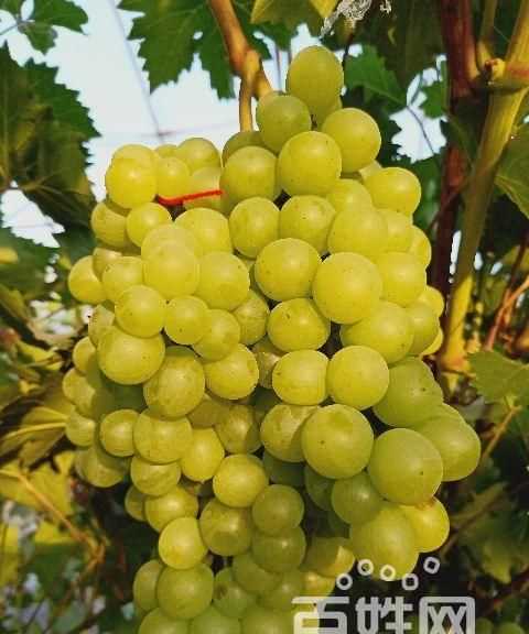 葡萄有馬蜂有什么辦法處理