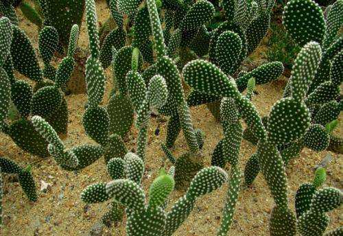 仙人掌的精神品質,仙人掌他有什么象征意義圖4