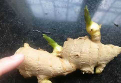 姜生牙子還能吃,生姜長芽子了還能吃嗎圖2