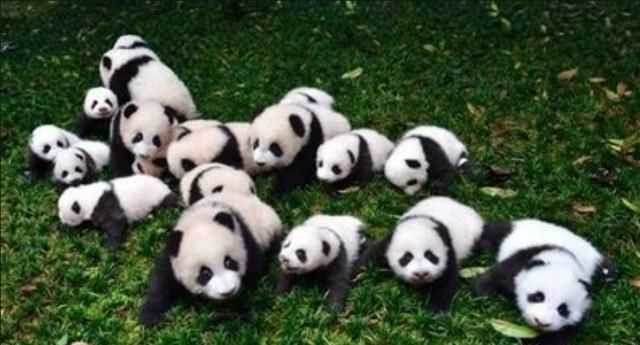 大熊貓吃肉嗎，大熊貓生活在什么地方，愛(ài)吃什么，為什么被當(dāng)做國(guó)寶？圖1