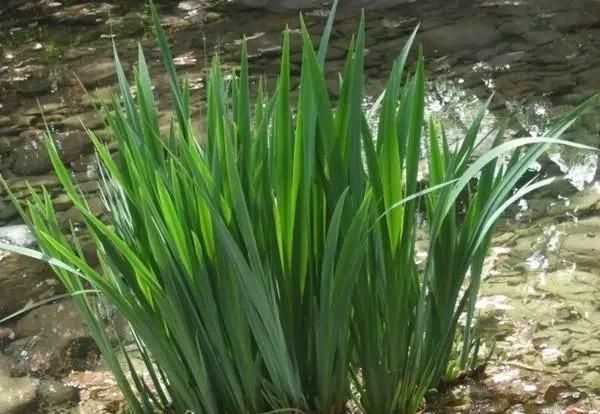 菖蒲怎么讀，菖蒲簡介