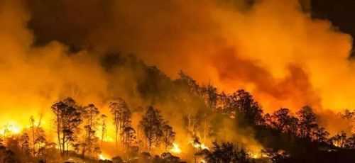 森林火災的危害有幾點短句