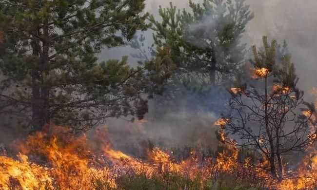森林火災的危害及森林防滅火的重要性是什么