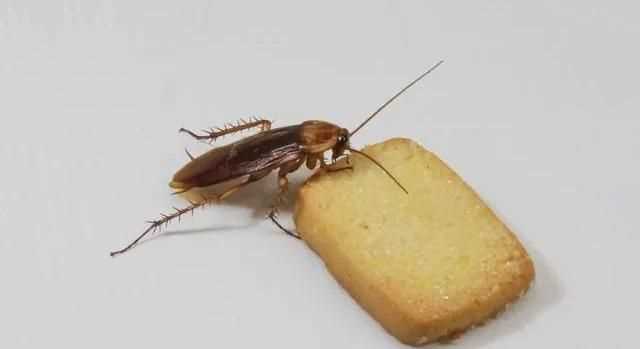 蟑螂咬過(guò)的東西能吃了會(huì)怎么樣