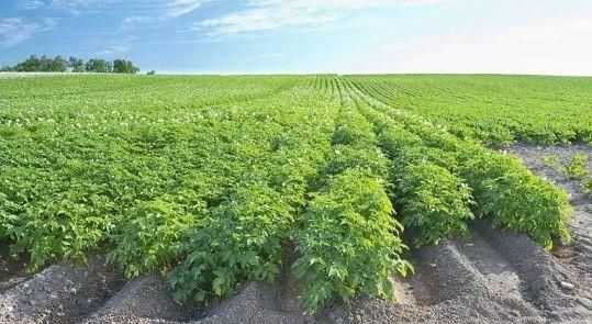 地薯種植季節(jié)