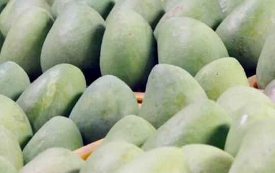 怎么判斷青芒熟沒熟，如何判斷大青芒果熟了？圖1