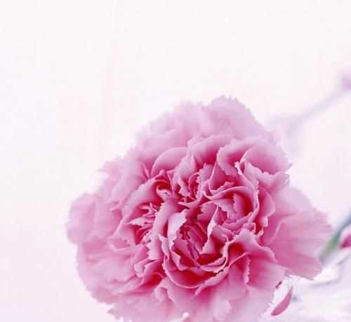 粉色康乃馨的花語(yǔ)和象征意義