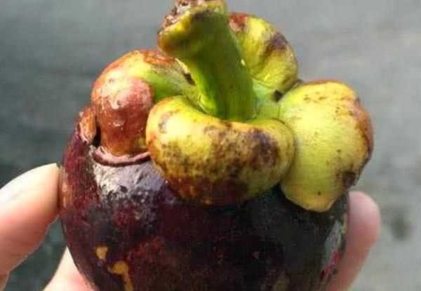 山竹外面的黃粉末的是什么，山竹外殼黃點是什么？圖4