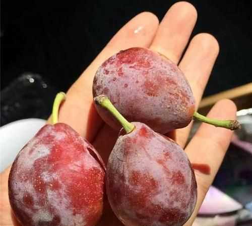 西梅能放冰箱保存多久