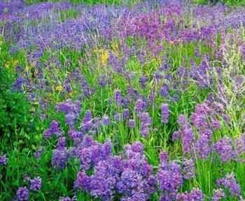象征著友誼的植物和詩句