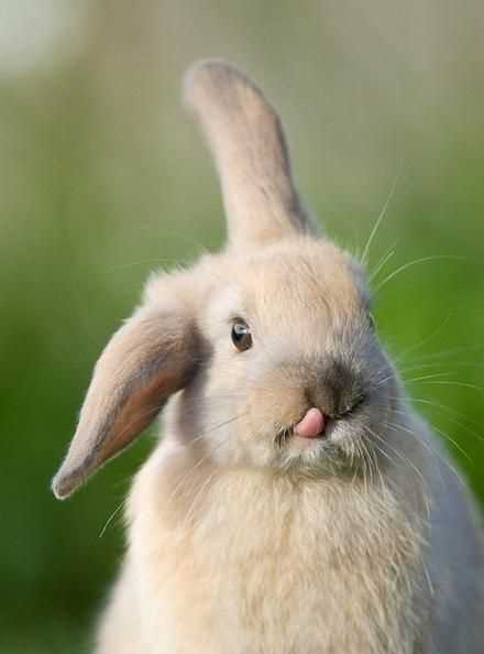 兔子取什么名字好聽又可愛女