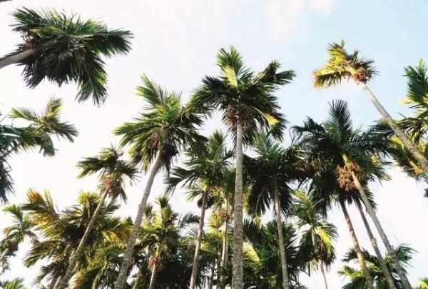 桄榔粉怎么沖,桄榔粉能減肥嗎圖4