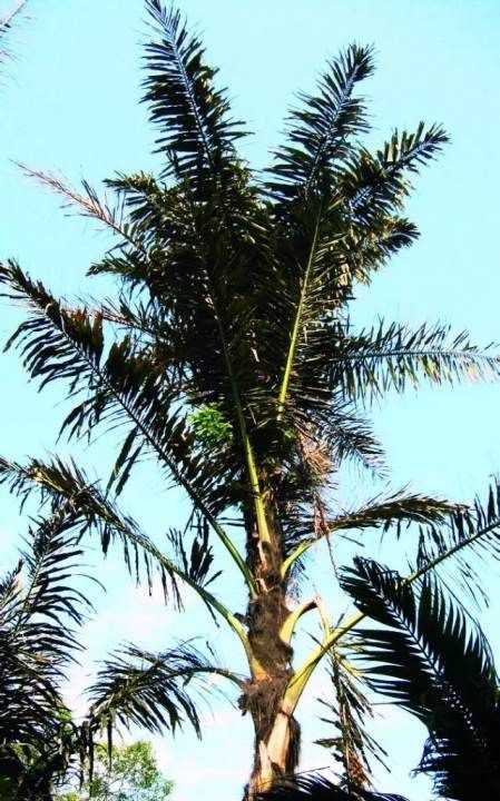 桄榔粉怎么沖,桄榔粉能減肥嗎圖5