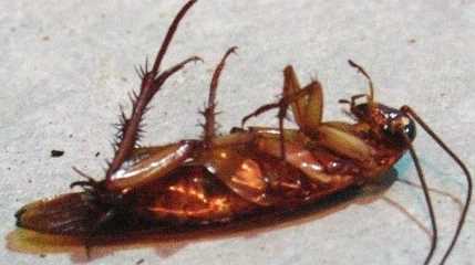 蟑螂冬天有,冬天有蟑螂嗎冬季有蟑螂嗎圖1