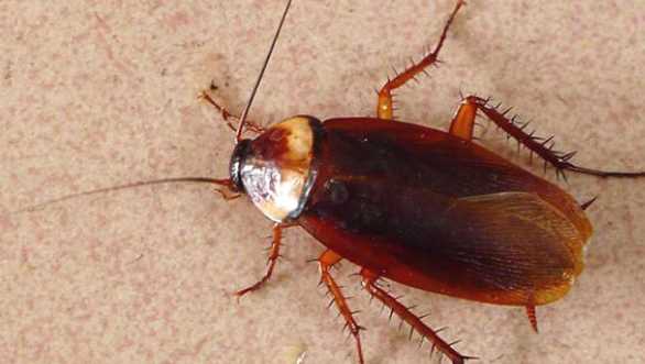 蟑螂冬天有,冬天有蟑螂嗎冬季有蟑螂嗎圖3