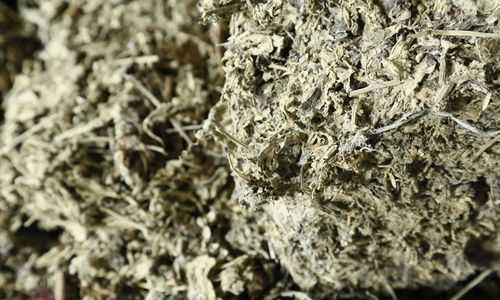 艾葉怎么保鮮放的時間長